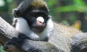 关于小白鼻长尾猴，你了解多少？