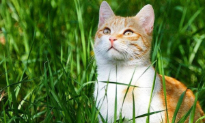 猫草片是什么？猫草片和化毛球片效果一样吗？