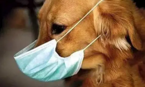 狗狗会传染新冠病毒吗？没有证据表明