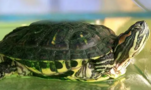 你们说，巴西龟多长时间能饿死？