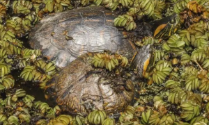 龟龟小科普：亚马逊彩龟怎么养？