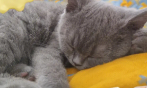猫为什么总睡觉？主人要多观察