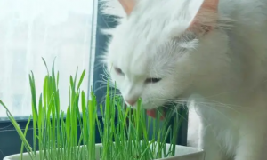 猫草是什么草？猫咪对猫草的反应我没料到
