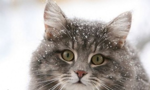怎么治疗西伯利亚猫的跳蚤性皮炎？好奇就来了解~