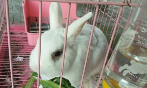 兔兔饲养攻略：兔子能吃豆角吗？