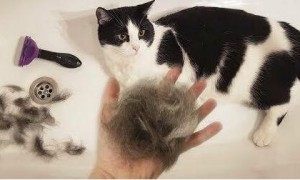 猫掉毛严重怎么解决？有人知道吗？