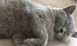 英短蓝猫为什么爱睡觉？会有什么问题吗？
