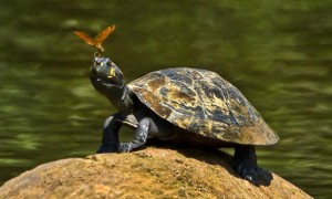 亚马逊彩龟和巴西龟的区别在哪？