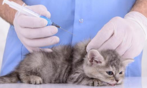 宠物猫要打狂犬疫苗么？看看各位宠主有没有做到这些。
