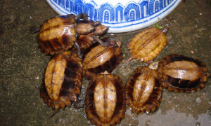 八角龟的饲养方法，你们真的了解吗？