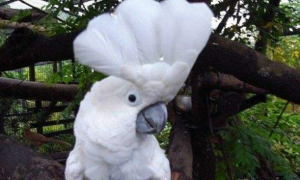 白凤头鹦鹉属于哪个科？一文帮你科普