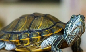 一文告诉你，巴西龟怎么才能养大？