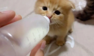 小奶猫不吃奶瓶怎么办？来看看吧
