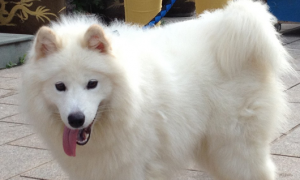 神犬小七里的小雪是什么品种的狗狗？