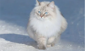俄罗斯猫的品种有哪些？看看你知道哪些~