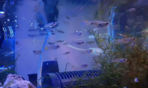 新手养孔雀鱼——鱼缸需要24小时全天打氧吗？什么时候需要增氧？