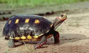 红腿陆龟怎么区分公母，新手铲屎官必须了解！