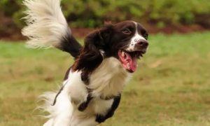 今日分享：英国史宾格犬不咬人训练方法