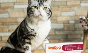 红狗补血膏应该怎么样吃，猫咪才会更健康？