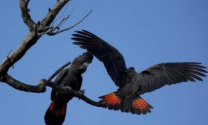 带你了解红尾黑凤头鹦鹉多少钱一只？