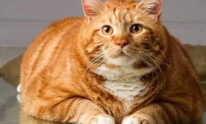给你讲，橘猫真的容易胖吗？