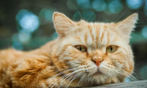 猫咪一天吃一根猫条多吗？猫条应该多久喂一次？