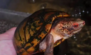 斑纹泥龟冬眠有特点时间吗？答案令人意外！