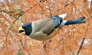春季换毛期，如何保证黑尾蜡嘴雀的营养？
