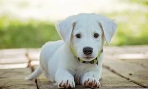 滴滴滴，有谁知道宋亚轩的狗是什么品种吗？