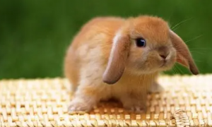 兔子的外形特点是什么？兔子洗澡水温多少合适？
