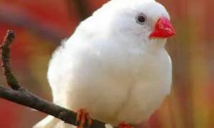 鸟类小知识：珍珠鸟喜欢用什么垫窝？