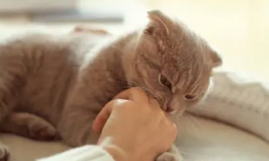 奇怪的冷知识：猫为什么喜欢闻腋下汗味？
