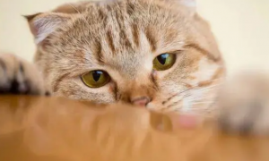 新手铲屎官一脸懵：猫咪营养膏到底是不是智商税？