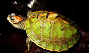 一篇关于“刀锋战士”印度棱背龟的挑选攻略~速来围观！