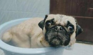 巴哥犬怎么洗澡？来学学吧
