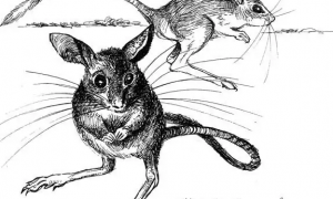已经灭绝的米氏弹鼠可以长到多大？看了这篇文章你就知道了