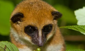 分布在马达加斯加的大鼠狐猴，你了解多少？