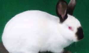 加利福尼亚兔的繁殖时间，你知道吗？