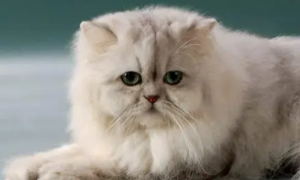波斯猫眼睛为什么颜色不一样？原因居然是？