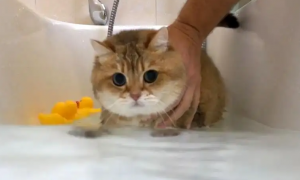 想要养好猫猫？猫咪洗澡注意事项要了解！