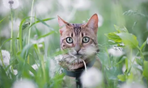 猫吃草仅仅是为了吐毛球？并不然，猫草还有带来其他好处