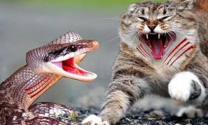 猫为什么不怕蛇？这里有解答