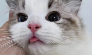 布偶猫为什么总是吐舌头？是生病了吗？