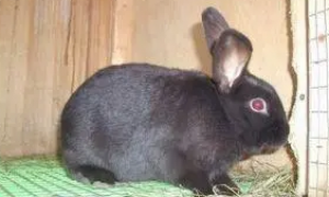 夏温拿兔多久可以生兔子？不清楚的快来看看！