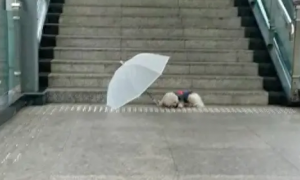 穿衣服的狗躺地上一动不动，旁边还撑着一把伞！送医后发现已骨折