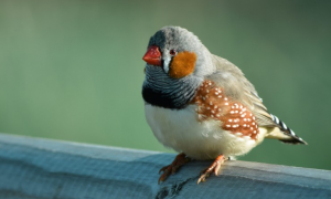 斑胸草雀怎么分辨是雌雄？这样看就知道了！