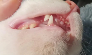 猫换牙的时间是从几个月开始？一文告诉你答案
