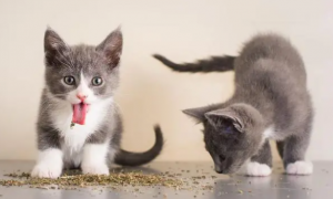 营养膏能代替猫粮吗？日常需要注意什么？