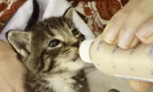 猫咪奶粉怎么冲，猫咪喝奶粉要到几个月？