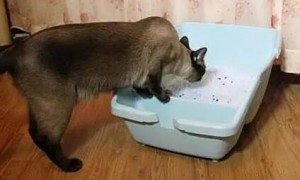 猫会用猫砂但是乱拉屎怎么办？或许本文可以帮到你